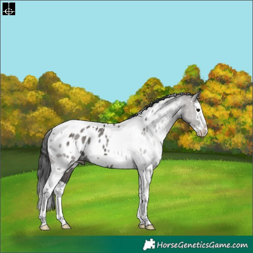Horse Color:White Spotted Grullo Splash Tobiano Near Leopard Rabicano