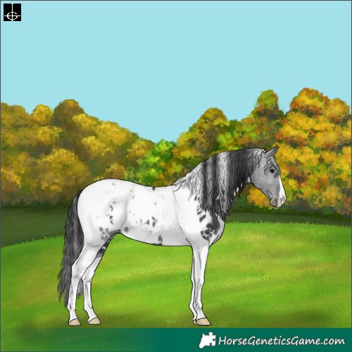 Horse Color:White Spotted Black Tobiano Appaloosa Rabicano 