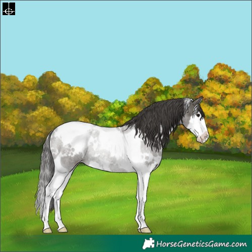 Horse Color:White Spotted Grullo Splash Tobiano Appaloosa Rabicano 