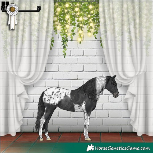 Horse Color:Black Tobiano Appaloosa Rabicano 
