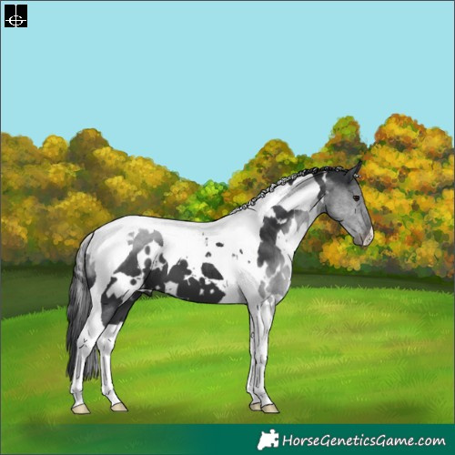 Horse Color:White Spotted Black Tobiano 