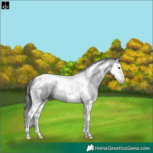 Horse Color:Black Splash Tobiano 
