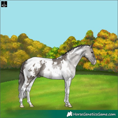 Horse Color:White Spotted Grullo Tobiano Blanket Rabicano 