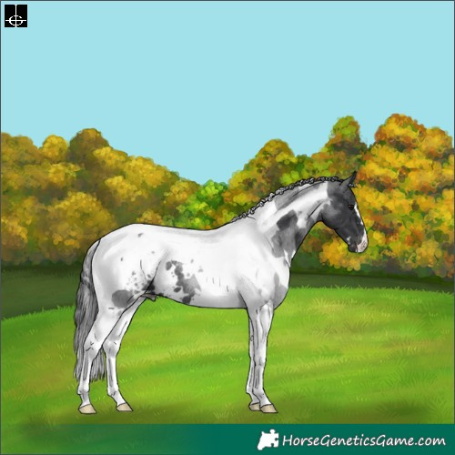Horse Color:White Spotted Black Tobiano Blanket Rabicano 