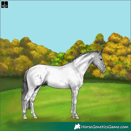 Horse Color:White Spotted Black Tobiano Near Leopard