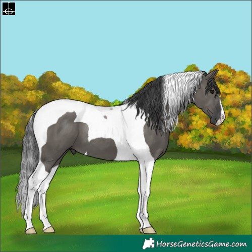 Horse Color:Grullo Tobiano