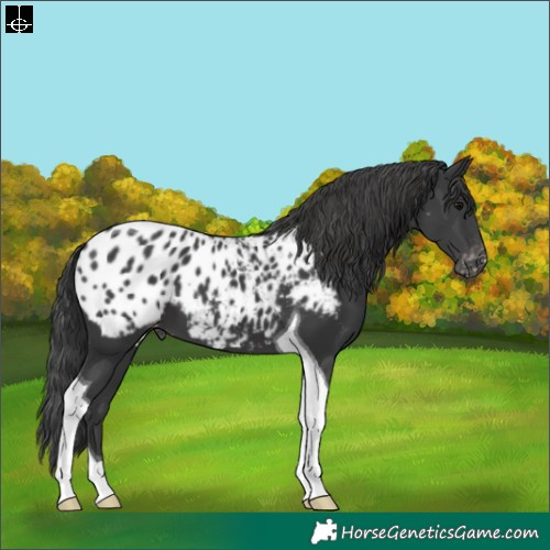 Horse Color:Black Tobiano Blanket 
