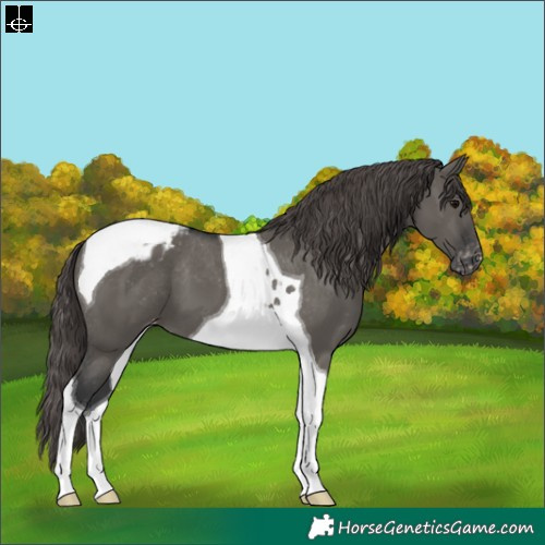 Horse Color:Grullo Tobiano Appaloosa 