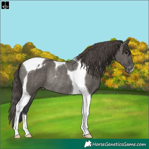 Horse Color:Grullo Tobiano Appaloosa Rabicano