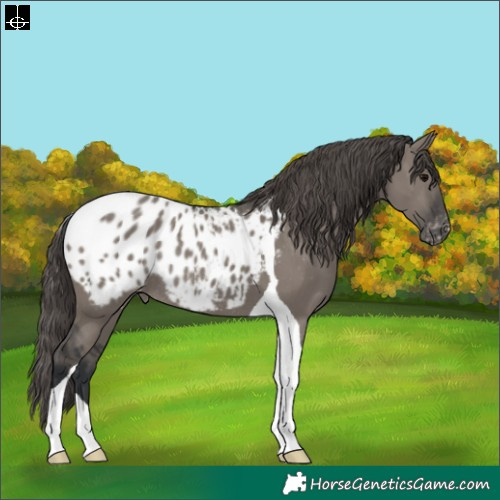 Horse Color:Grullo Tobiano Blanket Rabicano 