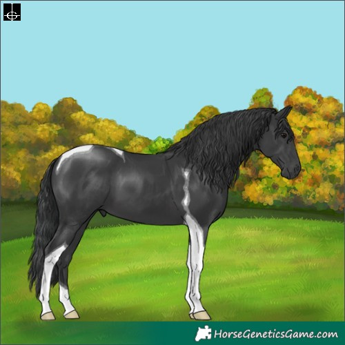 Horse Color:Black Tobiano