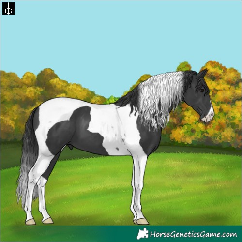 Horse Color:Black Tobiano 