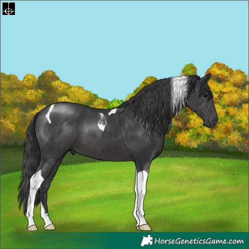 Horse Color:Black Tobiano 