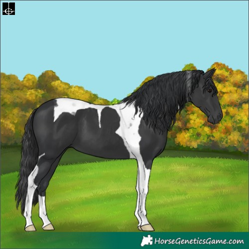 Horse Color:Black Tobiano 