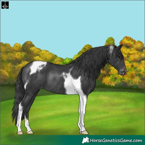 Horse Color:Black Tobiano Appaloosa Rabicano 