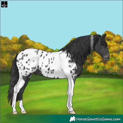 Horse Color:Black Tobiano Appaloosa 
