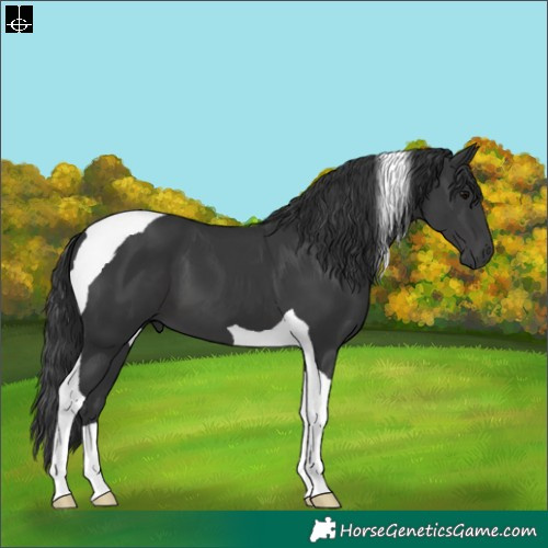 Horse Color:Black Tobiano 