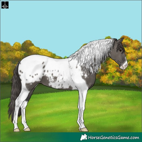 Horse Color:Grullo Tobiano Appaloosa 