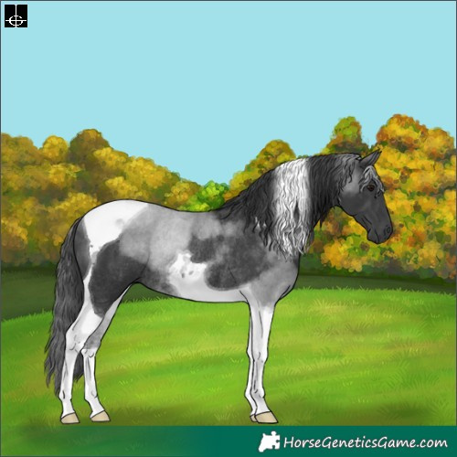 Horse Color:Black Tobiano Rabicano 