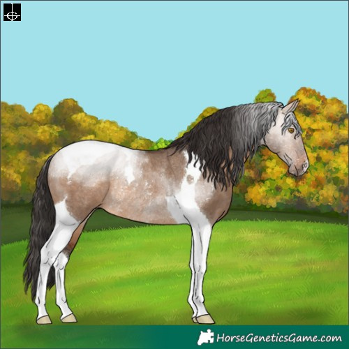 Horse Color:Brown Dun Tobiano Rabicano 