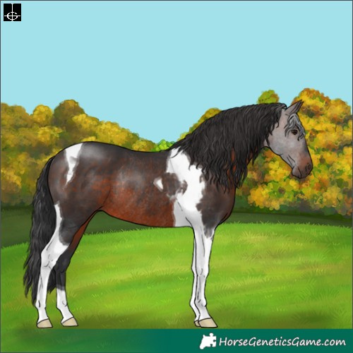 Horse Color:Brown Tobiano Rabicano 