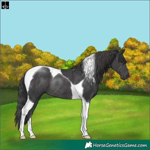 Horse Color:Black Tobiano Rabicano 