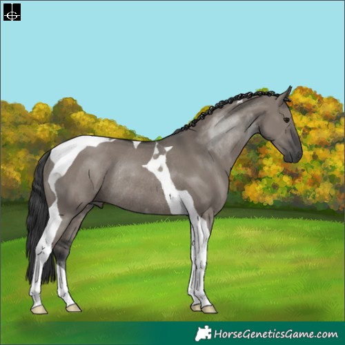 Horse Color:Grullo Tobiano Rabicano