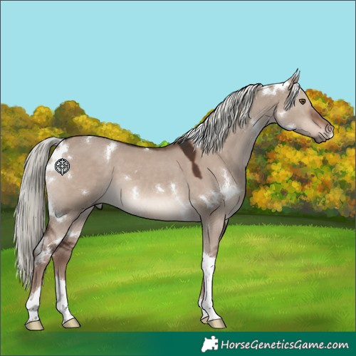 Horse Color:White Spotted Liver Red Dun Mushroom Tobiano