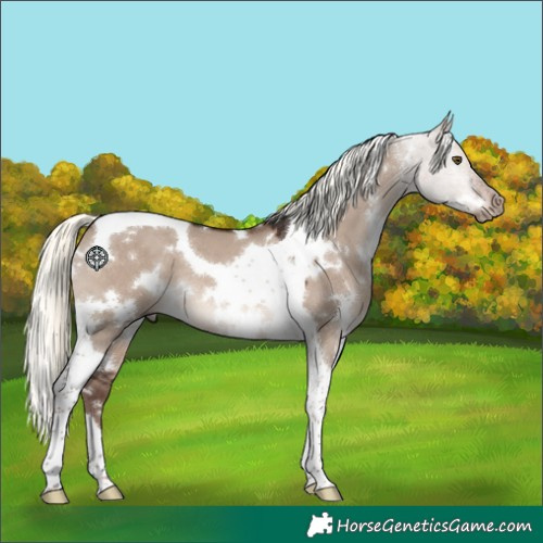 Horse Color:White Spotted Liver Red Dun Mushroom Tobiano
