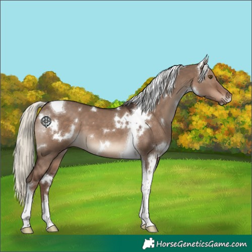Horse Color:White Spotted Liver Red Dun Mushroom Tobiano