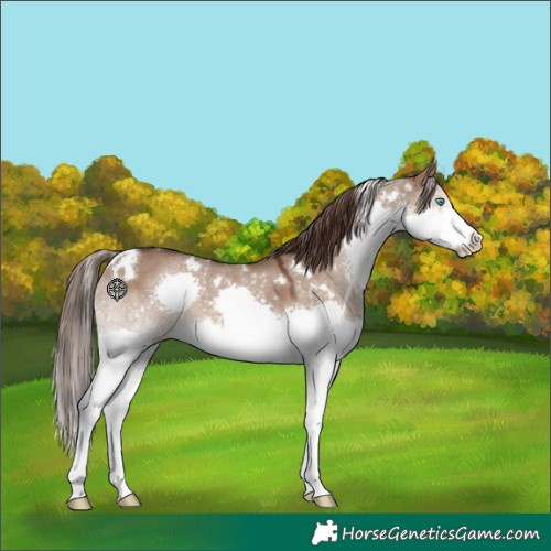 Horse Color:White Spotted Liver Red Dun Splash Tobiano