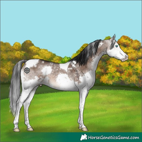Horse Color:White Spotted Brown Dun Splash Tobiano Rabicano 