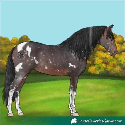 Horse Color:White Spotted Bay Tobiano 