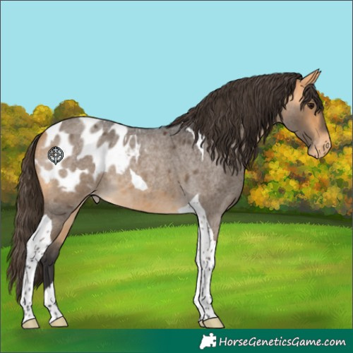 Horse Color:Buckskin Roan Tobiano Blanket 