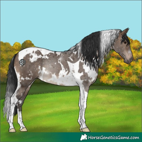 Horse Color:White Spotted Brown Dun Tobiano 