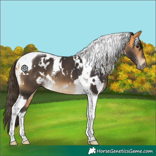 Horse Color:White Spotted Buckskin Tobiano 