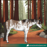 Horse Color:White Spotted Liver Red Dun