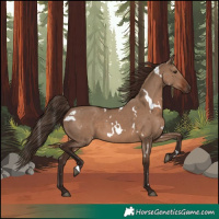 Horse Color:White Spotted Liver Red Dun