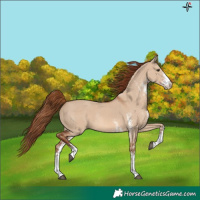 Horse Color:White Spotted Red Dun Rabicano 