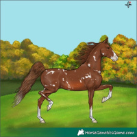 Horse Color:White Spotted Chestnut Splash