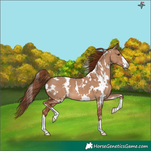 Horse Color:White Spotted Red Dun