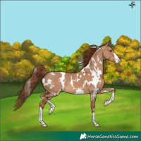 Horse Color:White Spotted Red Dun 