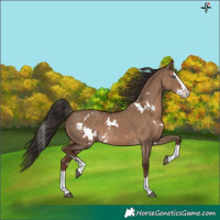 Horse Color:White Spotted Liver Red Dun Splash 
