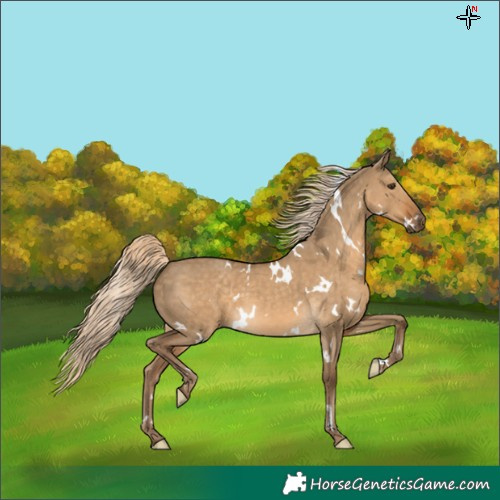Horse Color:White Spotted Chocolate Palomino Dun