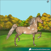 Horse Color:White Spotted Chocolate Palomino Dun 