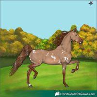 Horse Color:White Spotted Red Dun 