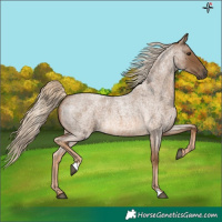Horse Color:Chocolate Palomino Roan