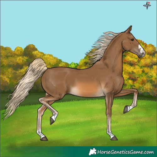 Horse Color:Chocolate Palomino