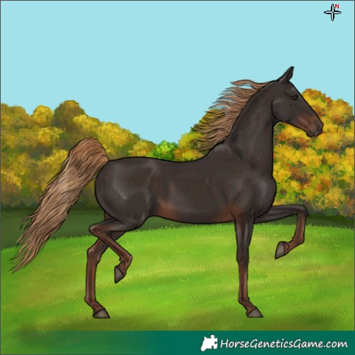 Horse Color:Liver Chestnut