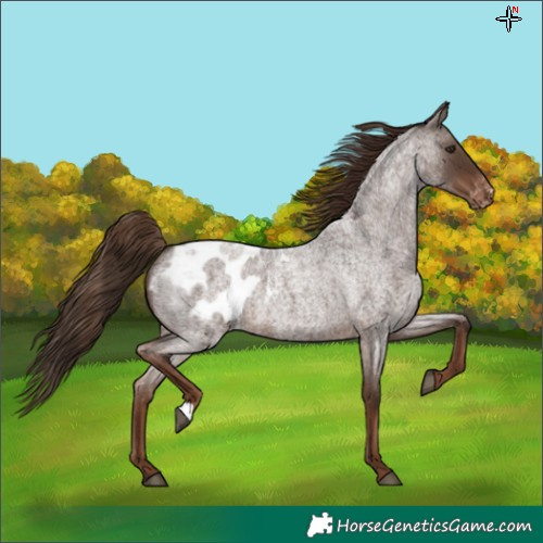 Horse Color:Liver Red Roan Appaloosa